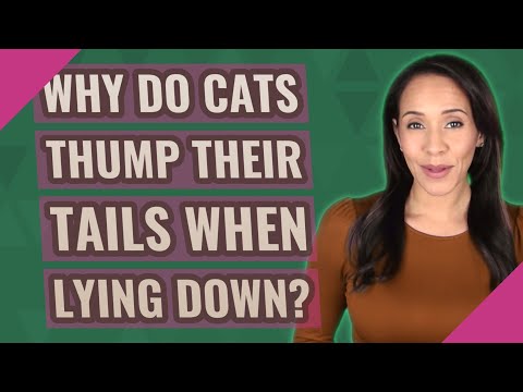Why do cats thump their tails when lying down?