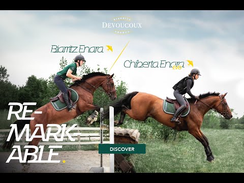 Our new REMARKABLES saddles.