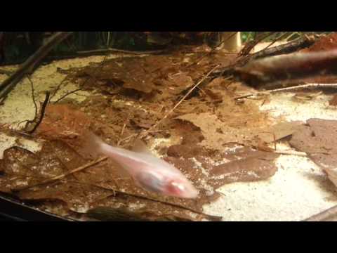 Astyanax Fasciatus Mexicanus