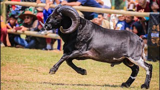 Download lagu BEST MOMENT KONTES DOMBA DI BATALYON 300 BJW CIANJUR😍🔥 || Ajojing Dola-Doli Neneng mp3