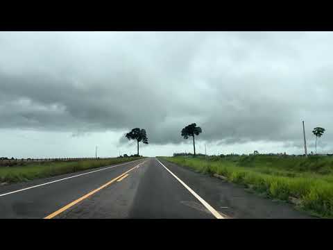 As duas Castanheiras de alvorada doeste Rondônia 