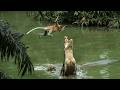 The Crocodile Is Waiting For The Monkey To Go Down