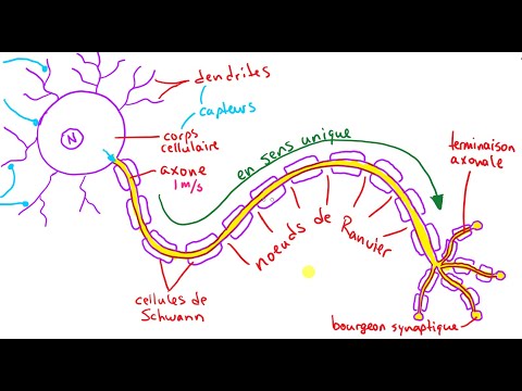 L'anatomie et la physiologie du neurone