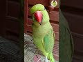 Talking Parot बोलका पोपट Talkingparrot Shortstatus