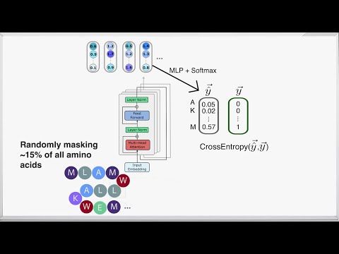 ESM-2 Protein Language Model Explained – Architecture & Training