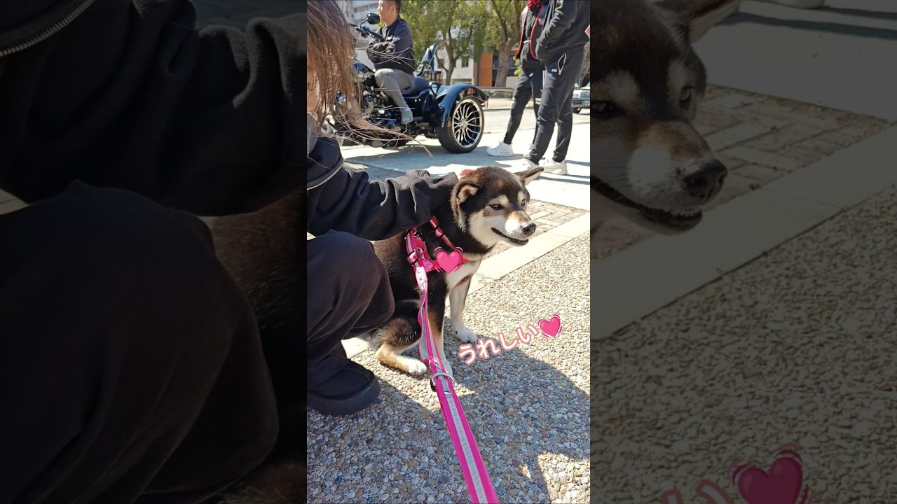 【ヨシヨシされて喜ぶ娘。】