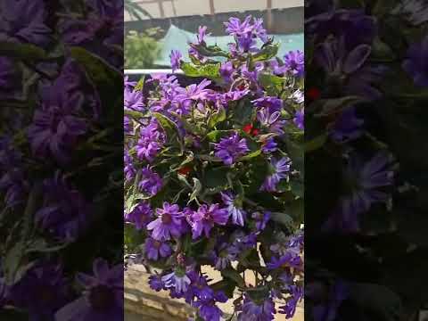 Cineraria//My Garden's Purple Cineraria//Winter-Spring Flowering Plant//Fahmida's Gardening#shorts
