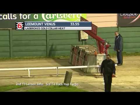 2019 LADBROKES GOLD COLLAR - HEAT 6 - T6 LEEMOUNT VENUS