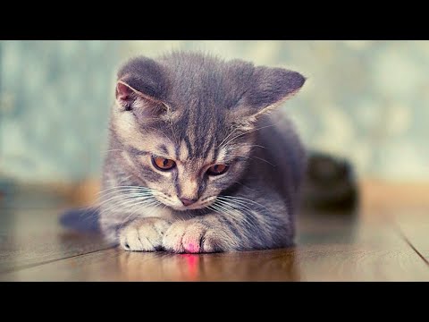 YouTube video about: Can some cats not see lasers?