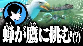 セミになったFOXRABBIT【セミたちはどう生きるか】