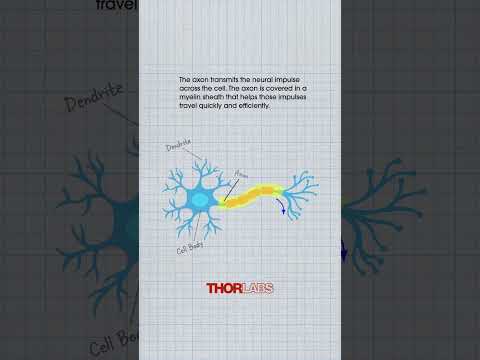The Structure of a Neuron
