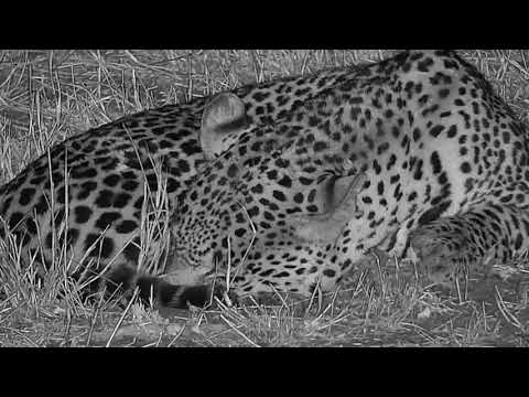 Djuma: Leopard-Hosana male resting - 20:05 - 07/11/19