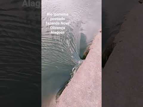 Rio Ipanema povoado fazenda Nova Olivença AL