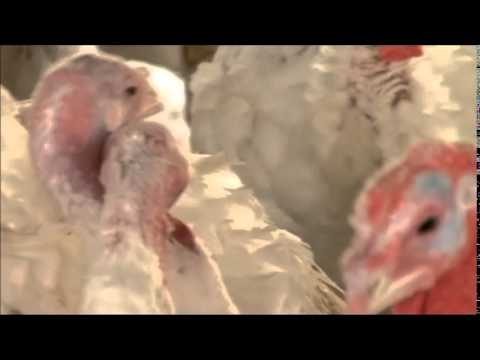 Turkeys Original Score by Hai Meirzadh - Cock Fight
