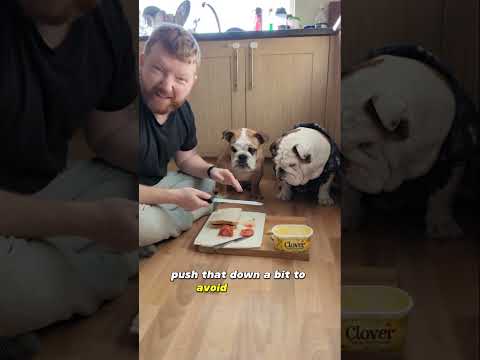 Time for a sausage sandwich lunch! 🥪Pablo and Diego are with impeccable manners today #bulldogpabs