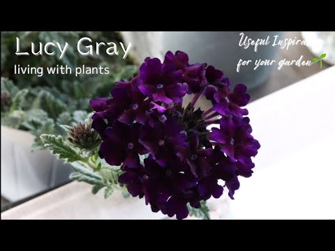 ベリス、美しい 植物