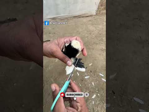 manfaat potong bulu sayap ayam  #shorts #videoshorts #youtubeshort #fyp #viralshorts