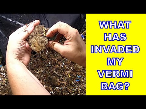 AFRICAN NIGHT CRAWLERS IN THE VERMI BAG