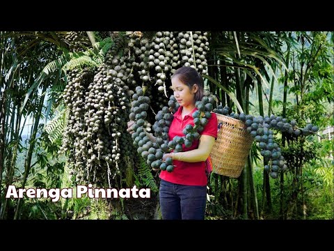 Harvesting Arenga Pinnata & Go to the market to sell - Harvesting and Cooking | Daily Life