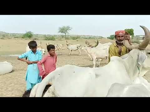 Tharparkar Ki Barish تھر پارکر کی بارش Video