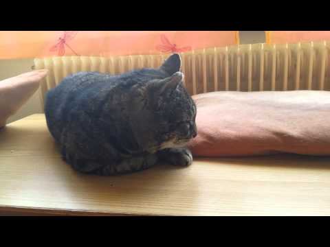 20150331 Cozmo's Air (musicforcats)