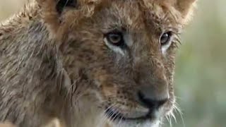 The Cubs Play in the Rain | Little Big Cat | BBC