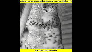 Download lagu ഗർഭിണിയായ ഇണയെ സമാധാനിപ്പിക്കാൻ ഈ ഹിമപ്പുലി ചെയ്തത് | Ashik Uncovered | #shorts mp3