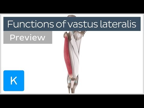 Functions of the vastus lateralis muscle (preview) - Human 3D Anatomy | Kenhub