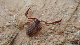 Pseudoskorpiono medžioklė