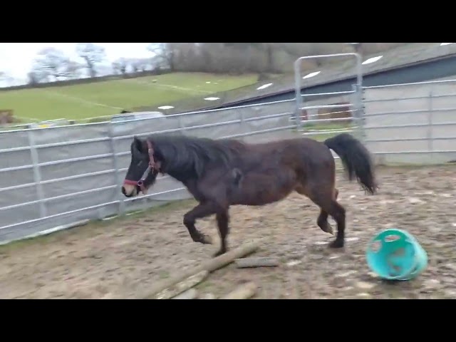 Magnifick d'Arquetan