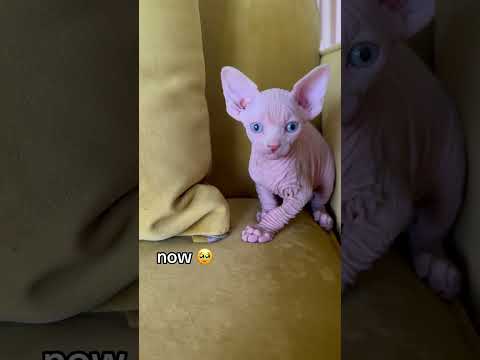 little wrinkle to a big baby #catvideos #sphynxworldwide #sphynx #hairlesscats #shorts #catshorts