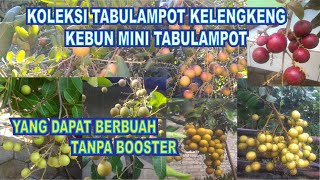 Download lagu A collection of potted longan plants that can bear fruit without a booster. mp3 Download lagu A collection of potted longan plants that can bear fruit without a booster. mp3