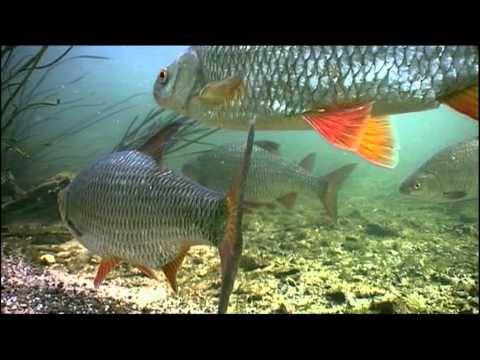 Catching The Impossible Trailer 5 - Going Against the Flow