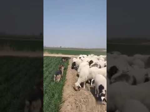 The brilliant dog in China