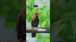Download lagu Violet cuckoo / Kedasih ungu masteran handal yang sedang viral #birds mp3 Download lagu Violet cuckoo / Kedasih ungu masteran handal yang sedang viral #birds mp3