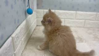 マンチカンの動画01