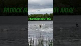 Tag along with me as I explore the Patrick Marsh Wildlife Area!! #wisconsinhiking #hiking