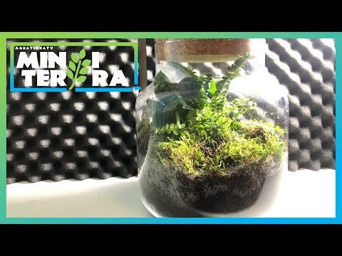 Mini Terrarium für 9,99€ vom Discounter? Was ist drin? | AquaTerraTV
