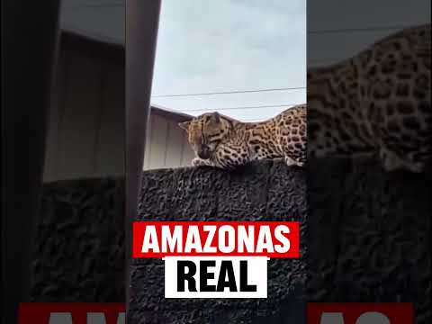 Enquanto isso, em Carauari, AM