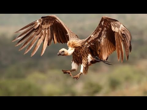 atita kaenandjamo TJIPAPARAMA 🏌️🏌️🔥🎷🥁🕺💃