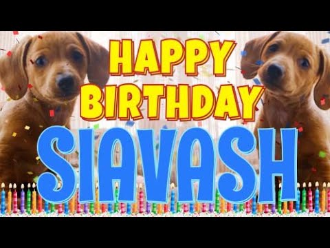 Happy Birthday Siavash! ( Funny Talking Dogs ) What Is Free On My Birthday
