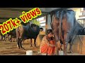 Buffalo Milking Evening Routine Milking 4 Buffalos Buffalo Dairyfarm