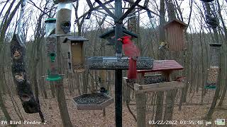 Purple Finch in hopper feeder