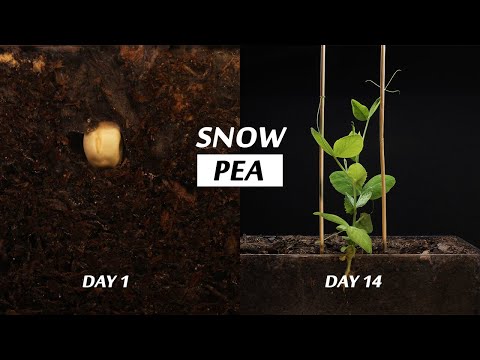 Snow Pea Germination and Growth - A 14 Day Time Lapse