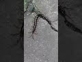 centipede can't find a hole #shorts