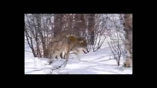 Iron Butterfly - Lonely Boy - Legendado PT-BR