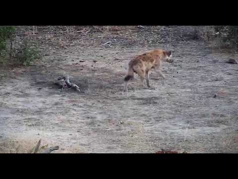 Djuma: Two Hyenas walk through as two Hippos leaving pan area - 05:30 - 10/03/19