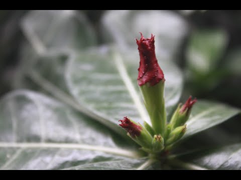 Адениум цветение сеянцев январь 2021