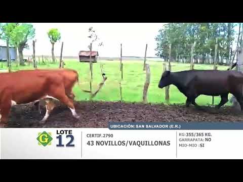 Lote 43 Novillos/Vaquillonas en San Salvador