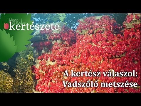 A kertész válaszol: Vadszőlő futónövény - Vadszőlő metszése
